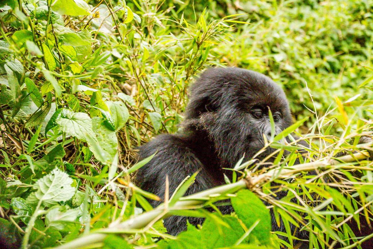 4 Days Rwanda Gorillas and Golden Monkey Discovery β Rwanda safari photo 2