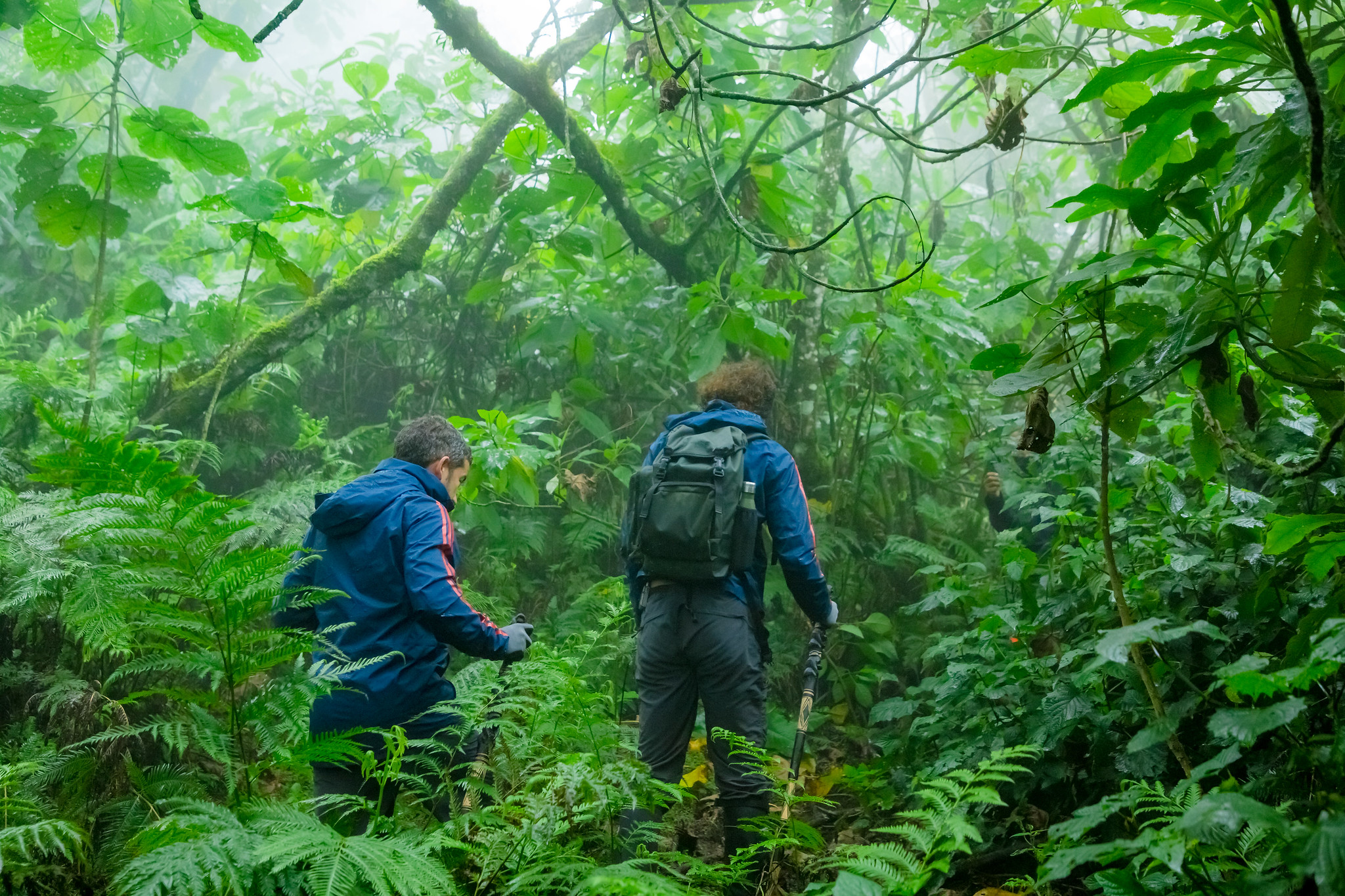 4 Days Rwanda Gorillas and Golden Monkey Discovery β Rwanda safari photo 3
