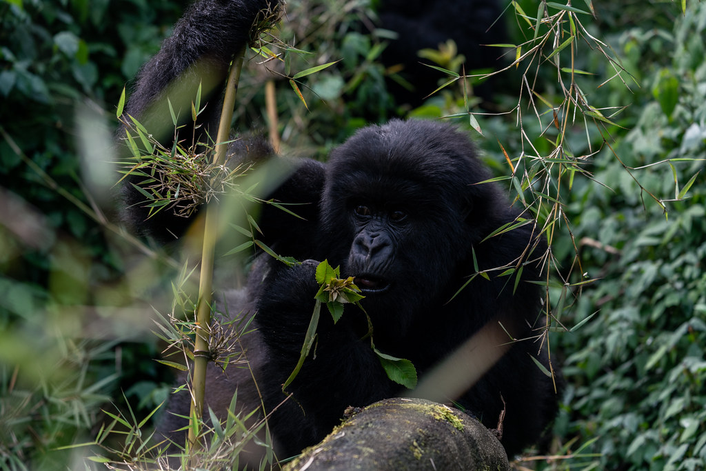 4 Days Rwanda Gorillas and Golden Monkey Discovery β Rwanda safari photo 5