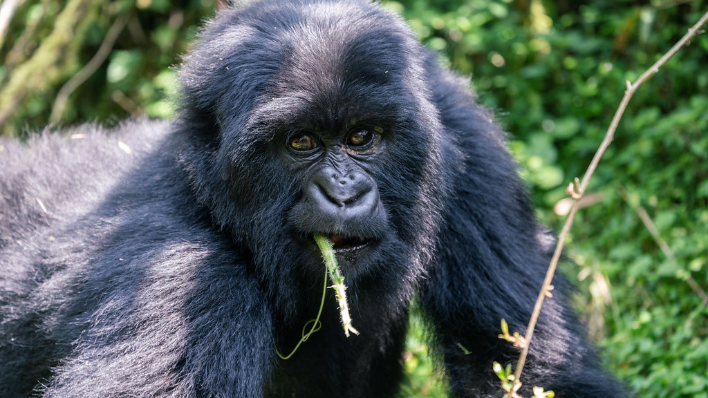 10 Days Rwanda Adventure β Rwanda safari photo 2