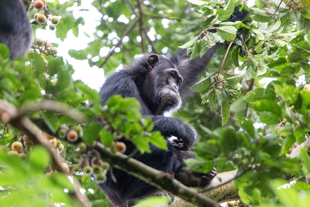 10 Days Rwanda Adventure β Rwanda safari photo 6