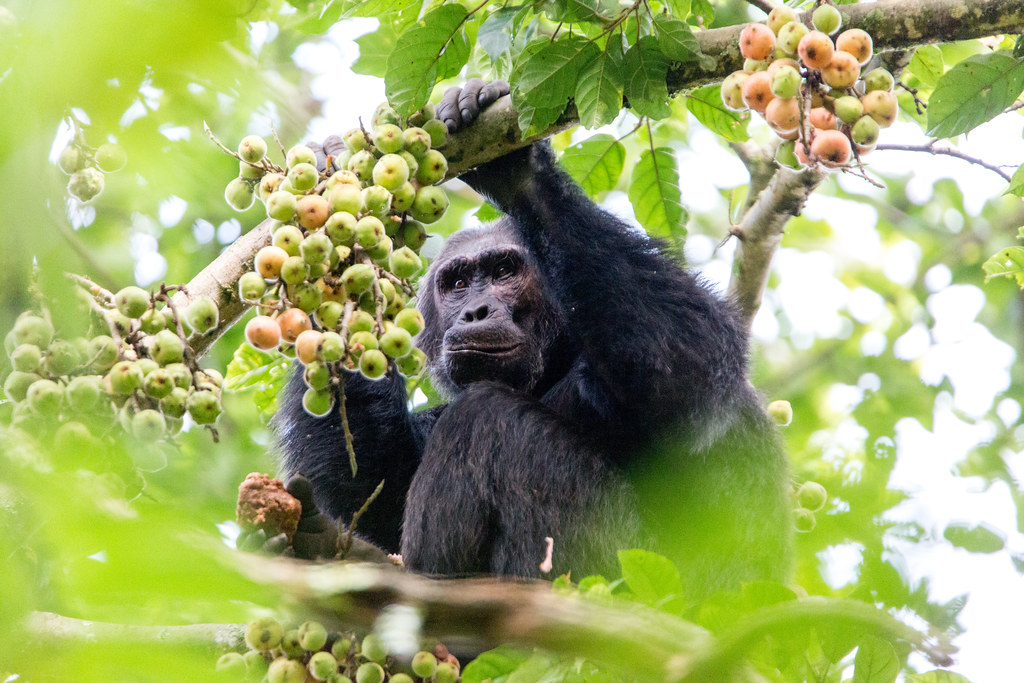 10 Days Rwanda Adventure β photo 8