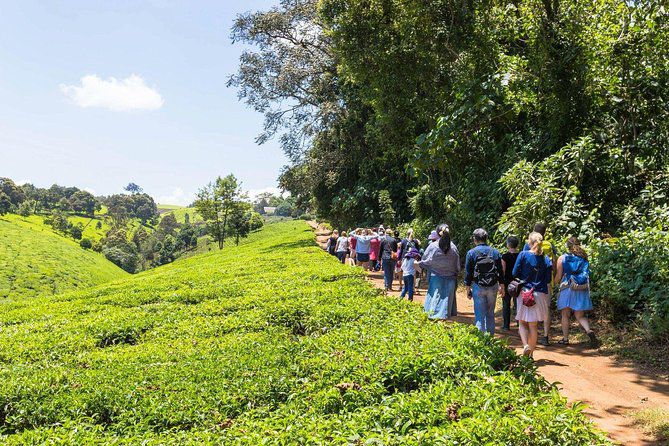 1 Day Kiambethu Tea Farm Visit