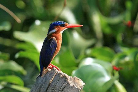 10 Days Uganda Birding Photography Tour