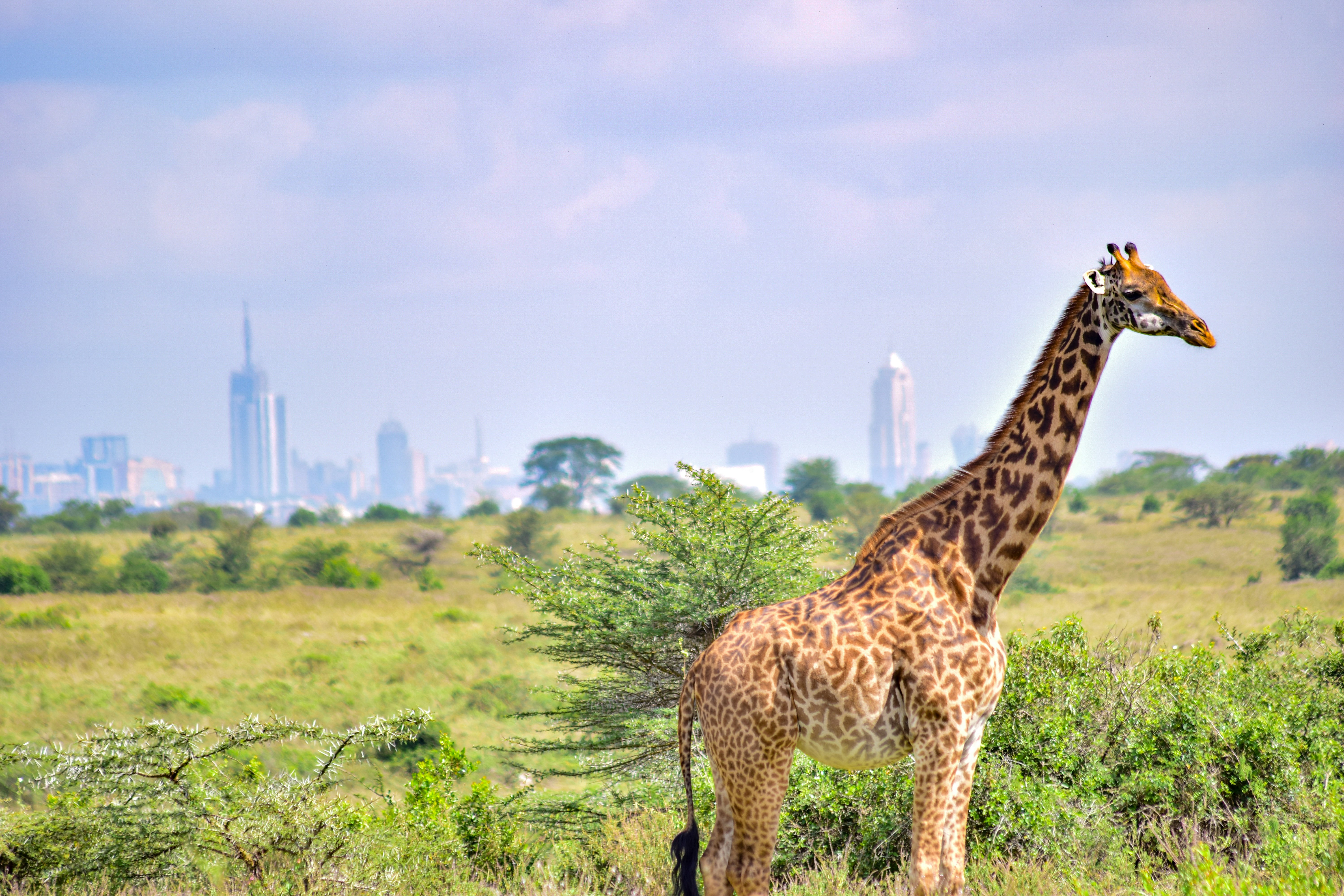 1 Day Nairobi City Tour β 1-day safari in Kenya (no gorillas): Markets, museums and the elephant orphanage.