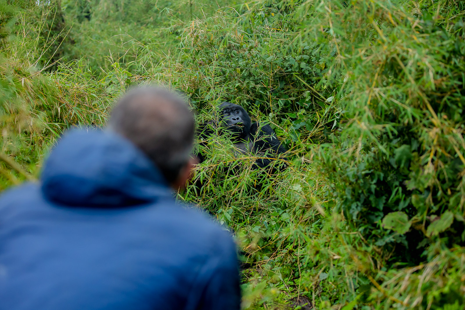 1 Day Uganda Gorilla Safari from Kigali — hero