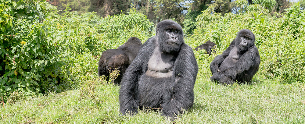 2 Days Uganda Gorillas from Kigali β 2-day Rwanda safari hero scene by Kawira Safaris