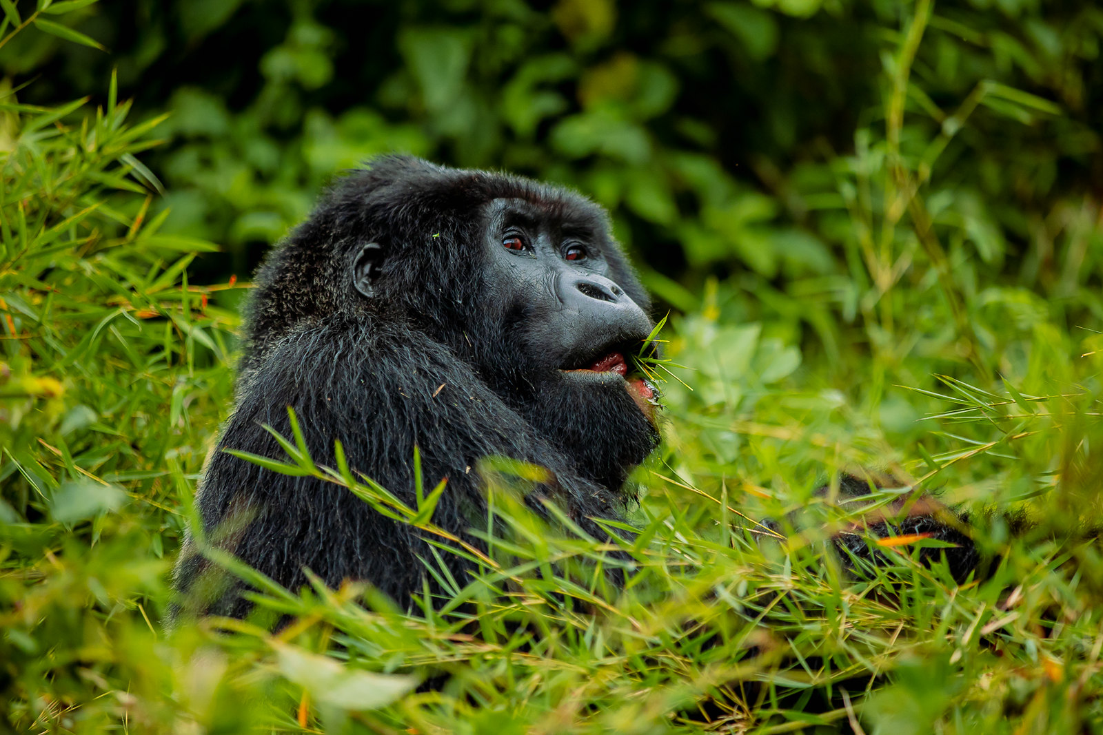 3 Days Budget Uganda Gorillas from Kigali — 3-day Rwanda safari day-by-day itinerary hero