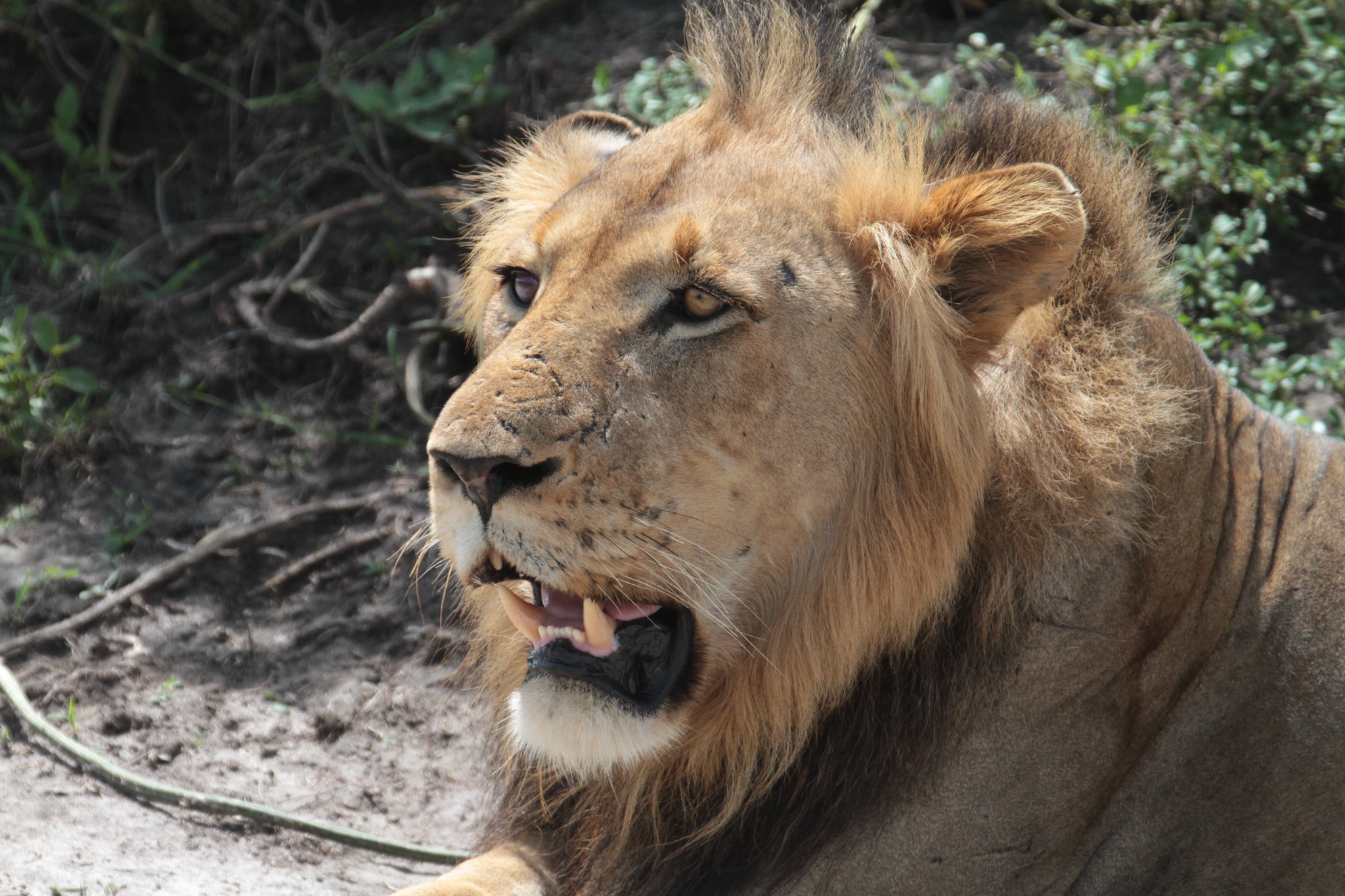 6 Days Uganda Wildlife, Primates and Cultural Safari — 6-day Uganda safari day-by-day itinerary hero