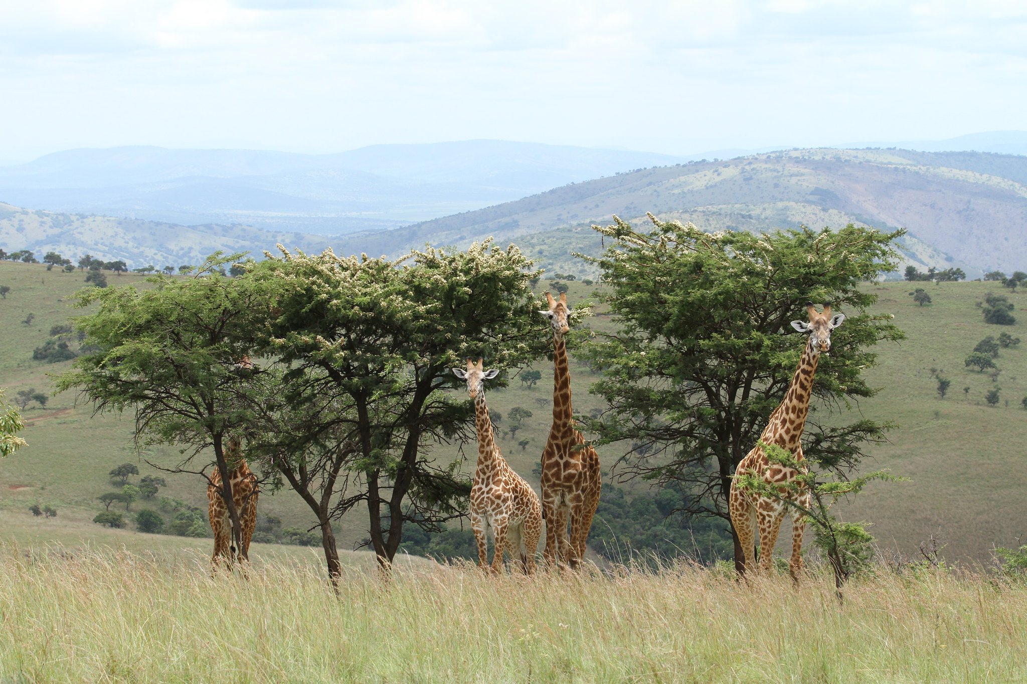 2 Days Lake Mburo Safari — 2-day Uganda safari hero scene by Kawira Safaris
