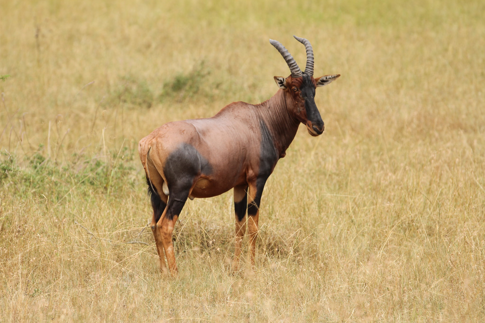 3 Days Queen Elizabeth National Park Safari — 3-day Uganda safari hero scene by Kawira Safaris