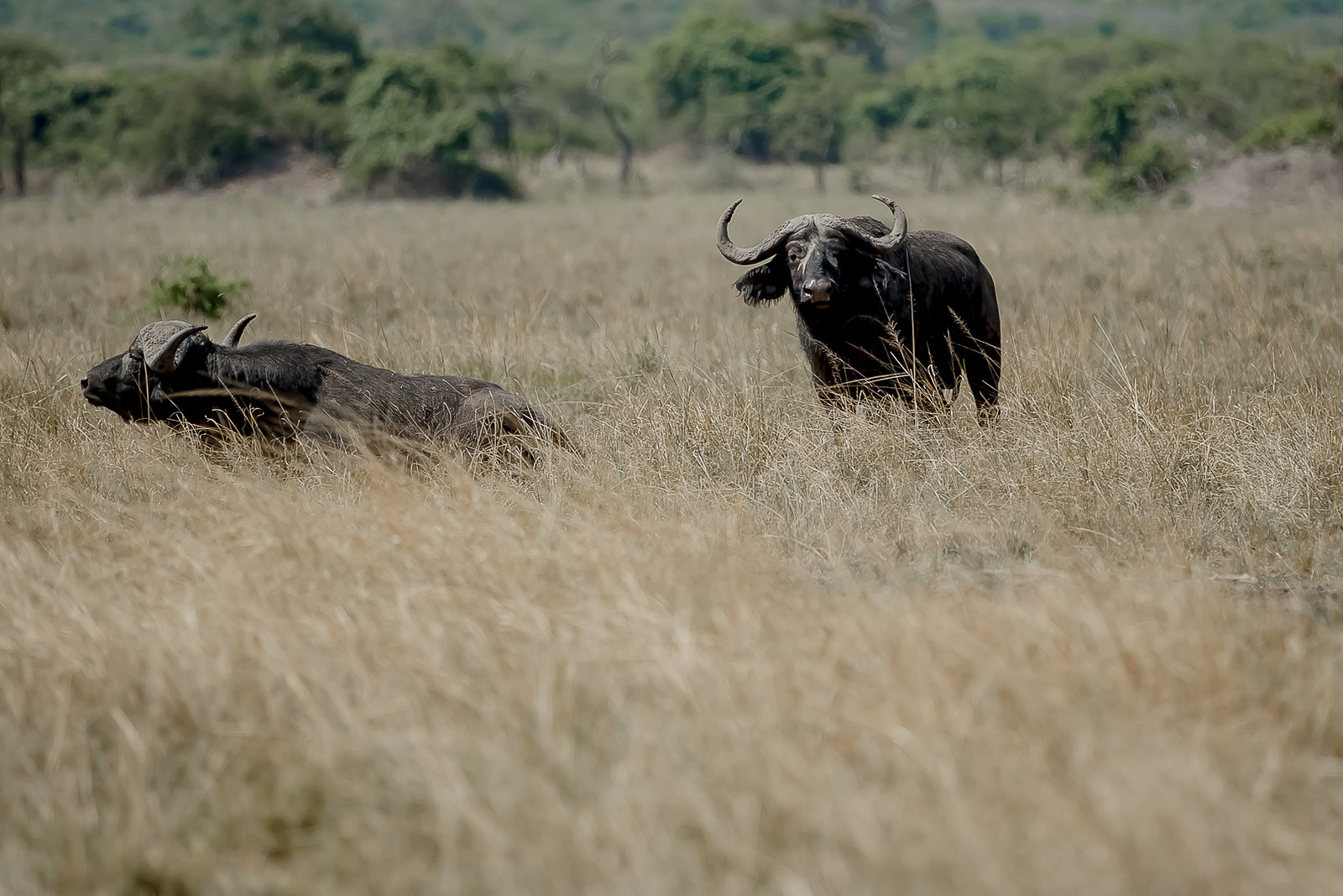4 Days Kibale and Queen Elizabeth Safari — 4-day Uganda safari hero scene by Kawira Safaris