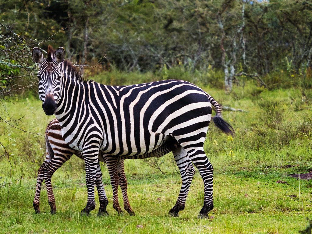 14 Days Uganda Safari — 14-day Uganda safari hero scene by Kawira Safaris