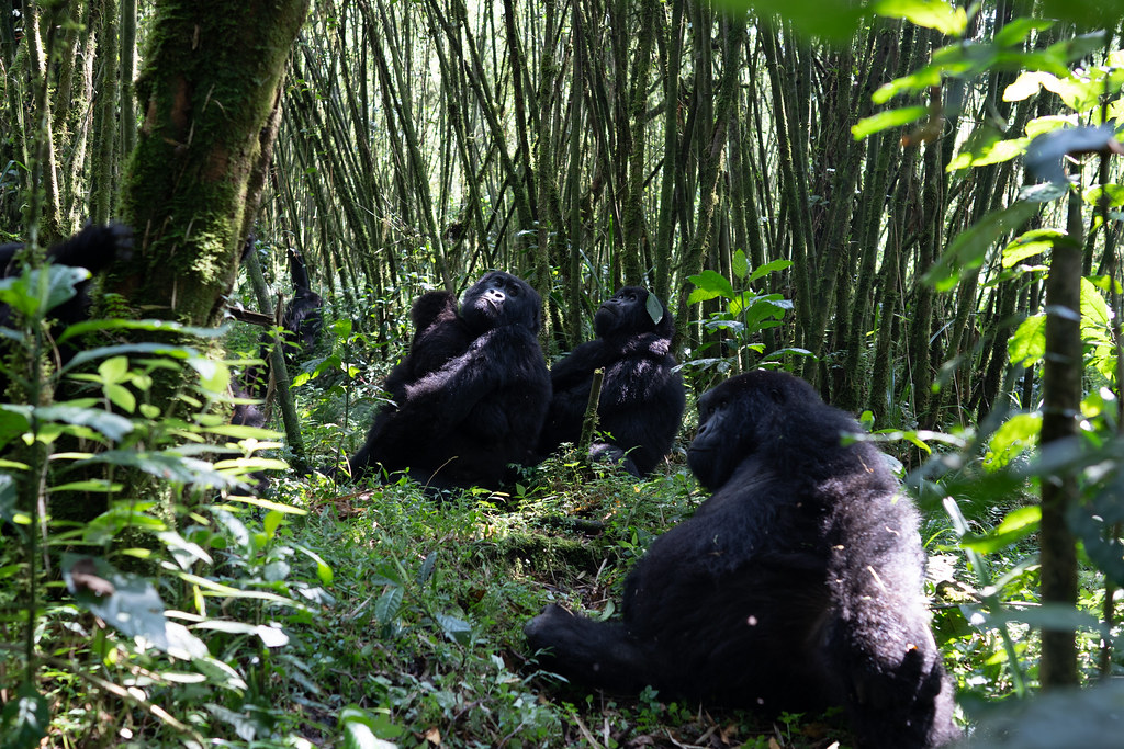 4 Days Rwanda Gorillas and Golden Monkey Discovery β 4-day safari in Rwanda: Two primate encounters in four days at the foot of the Virunga volcanoes.