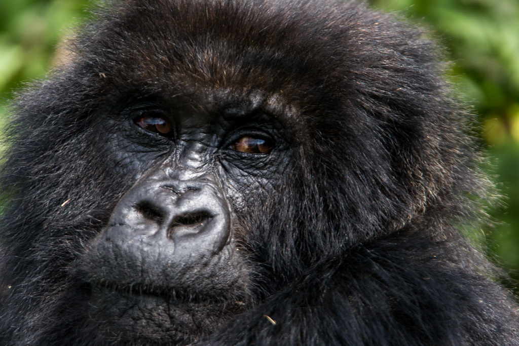 10 Days Rwanda Adventure β 10-day safari in Rwanda: A wide-ranging Rwanda tour: gorillas, lakes, rainforest, and culture.