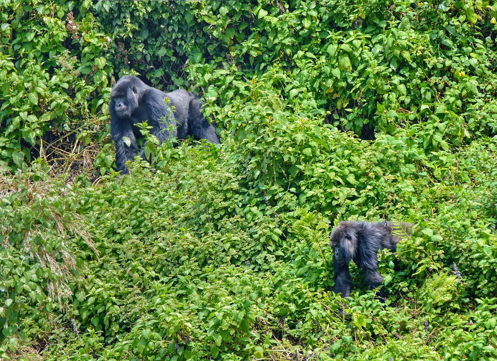 4 Days Rwanda Luxury Tour β 4-day safari in Rwanda: Experience the very best of Rwanda on an unforgettable 4-day luxury journey combining Kigaliβs vibrant culture, the majestic mountain gorillas of Volcanoes National Park