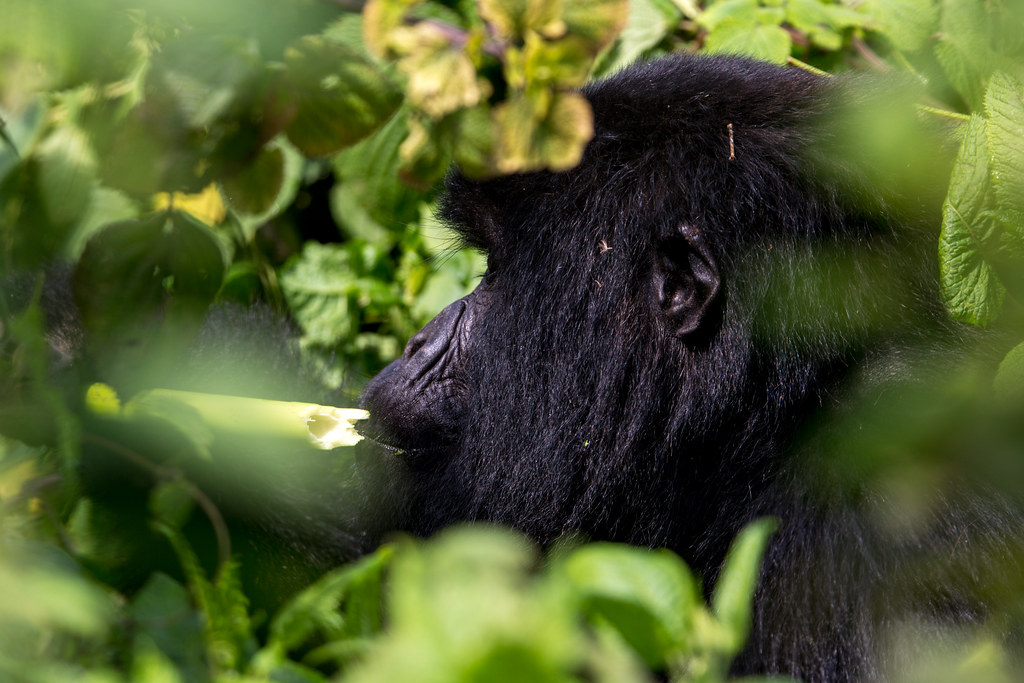 8 Days Uganda Gorilla and Wildlife Safari β 8-day safari in Uganda: Bwindi gorillas plus the savanna of Queen Elizabeth.