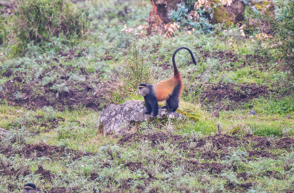 Rwanda Safari: 4 Day Gorillas & Golden Monkeys Trek β Day 4: Golden Monkeys and Return