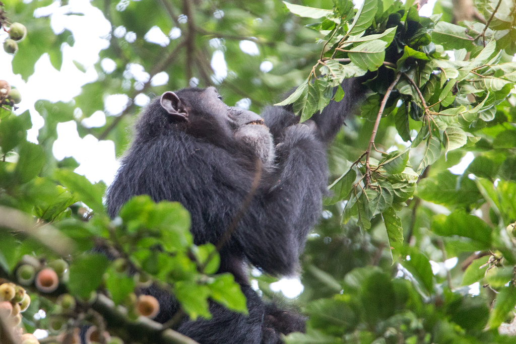 8 Days Uganda Gorilla and Wildlife Safari — Day 5: Chimpanzee Tracking